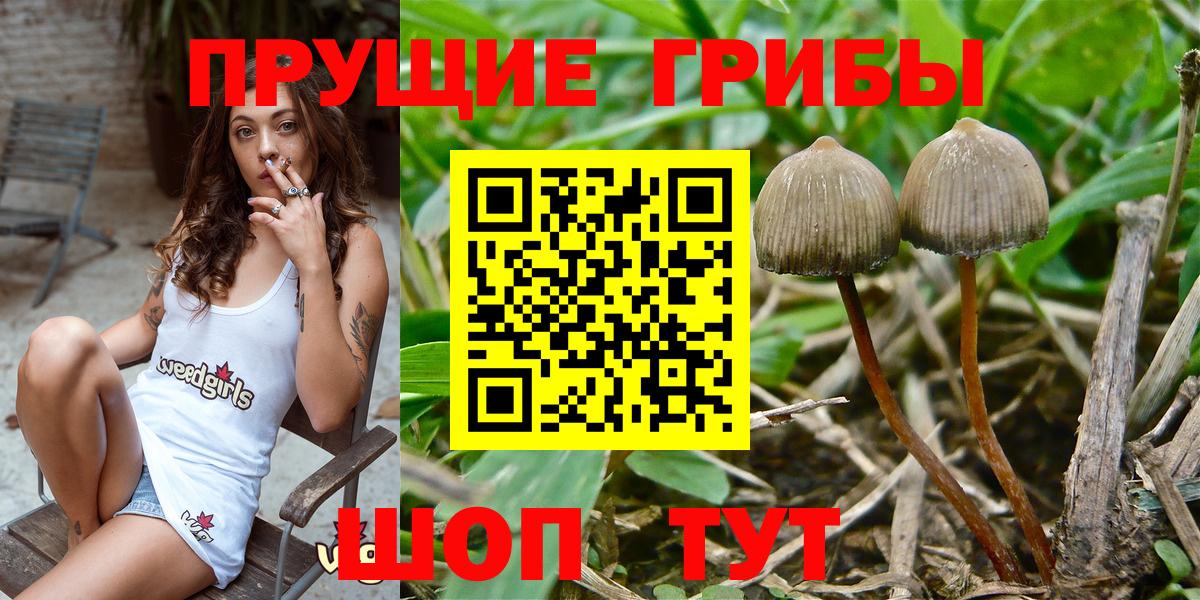 Галлюциногенные грибы Psilocybine cubensis Учалы